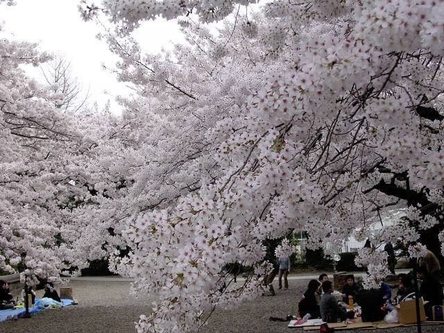 picnic_sub_ciresi_infloriti_in_japonia