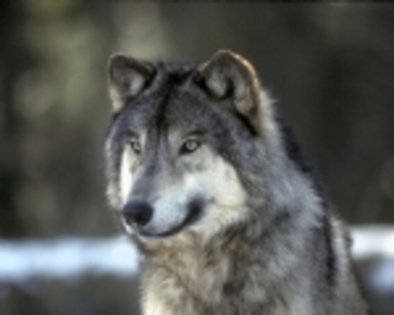 imageCADAOUAZ - poze cu animale salbatice