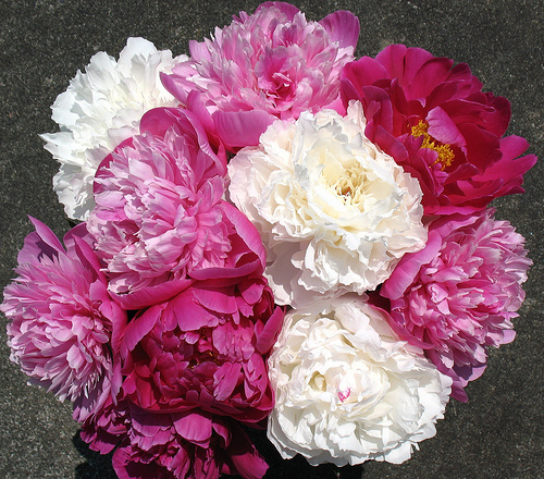 va ofer frumosul - ABC FLORAL