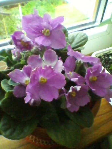 SP_A0081 - violete africane