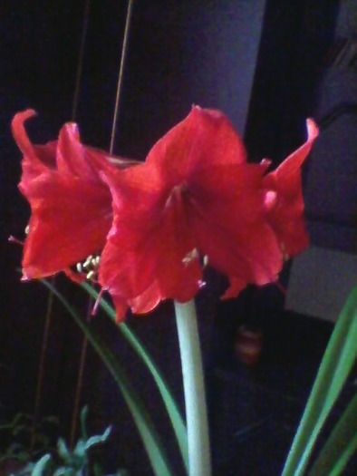 SP_A0040 - amaryllis