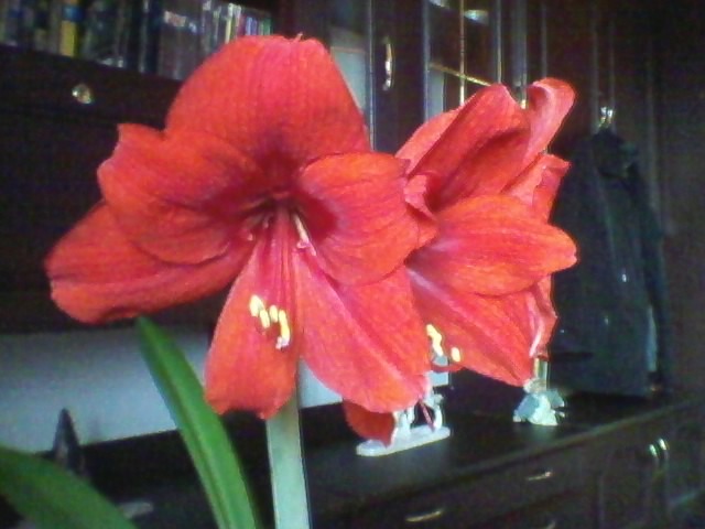 SP_A0041 - amaryllis