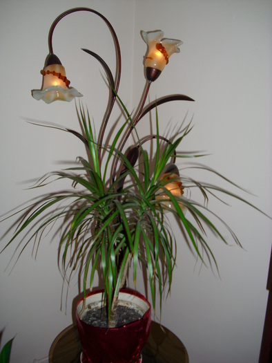 dracaena marginata - plante de interior
