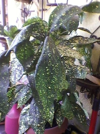 acuba japonica - plante de interior