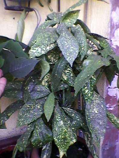 acuba japonica - plante de interior