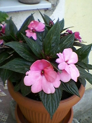 SP_A0101 - impatiens