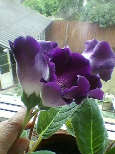 SP_A0093; gloxinia mov
