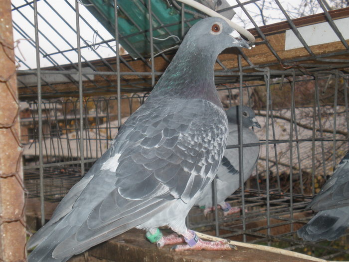 PA270426 - poze 27-10-2010