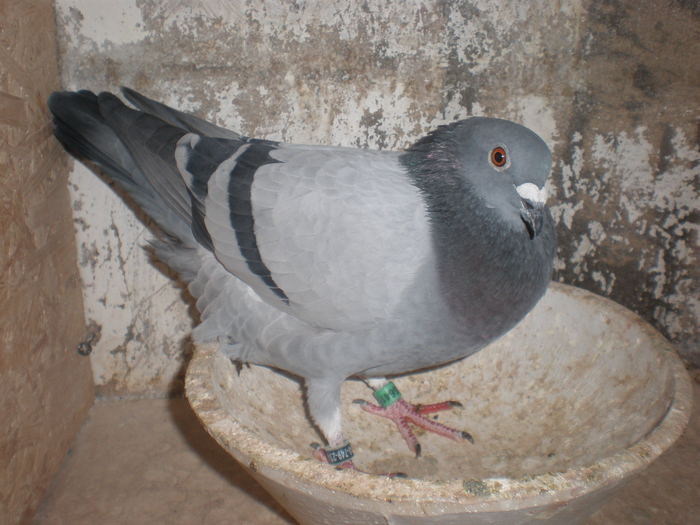 derby belgrad 360km; sosit dupa trei saptamani
