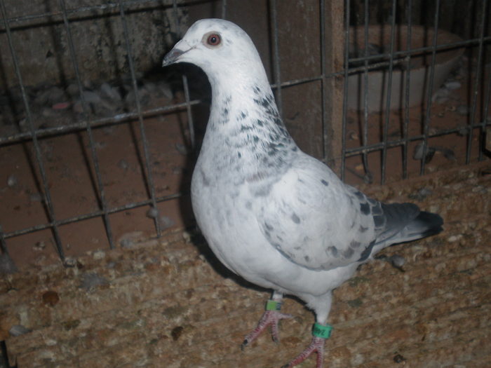 zburata svinita 260km