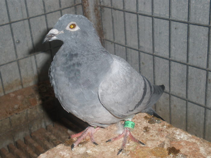 PA270446 - poze 27-10-2010