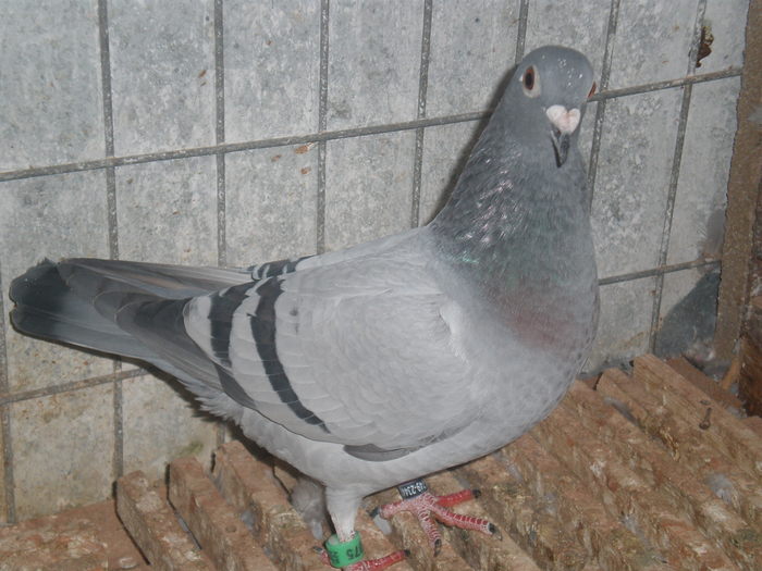 PA270450 - poze 27-10-2010
