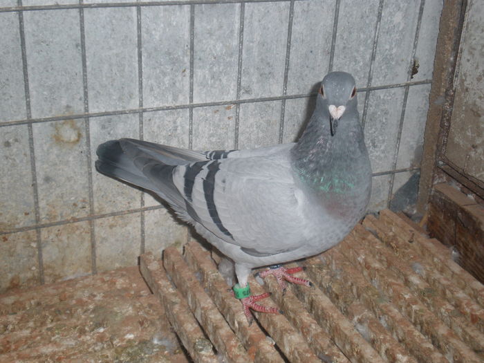 PA270451 - poze 27-10-2010