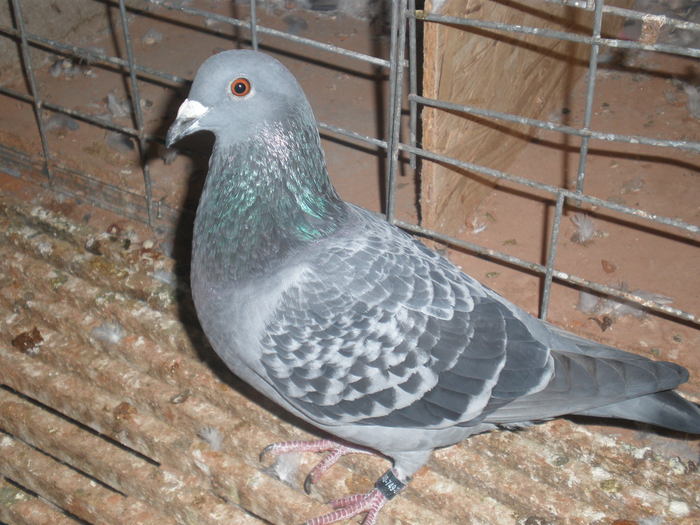 PA270457 - poze 27-10-2010