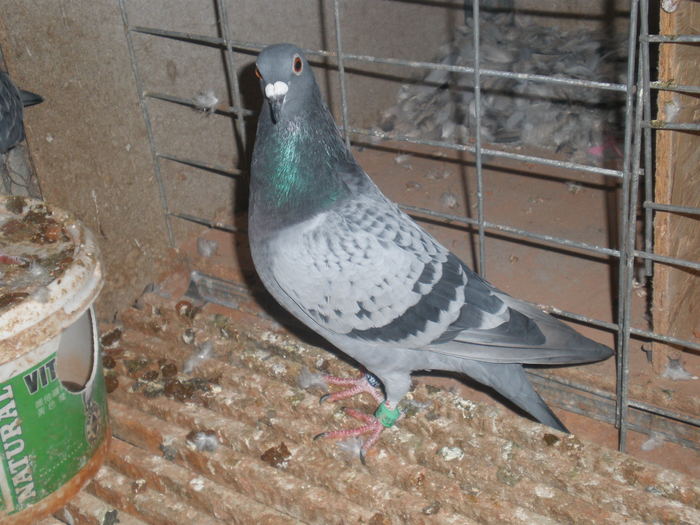 PA270458 - poze 27-10-2010