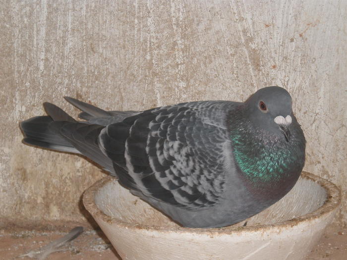 antrenament  dragasani 90km