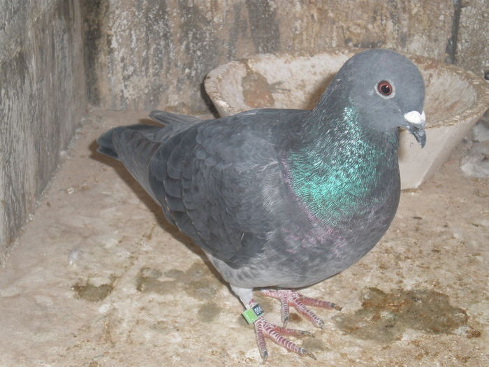 PA270469 - poze 27-10-2010
