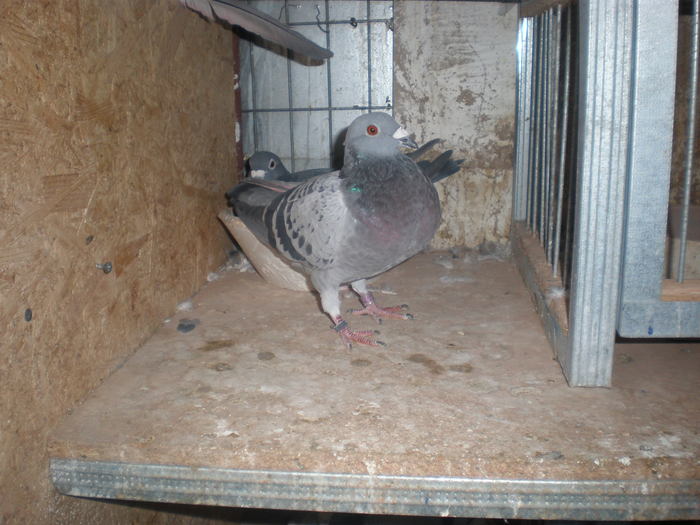 PA270470 - poze 27-10-2010