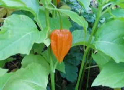 physalis - physalis cu fructe coapte