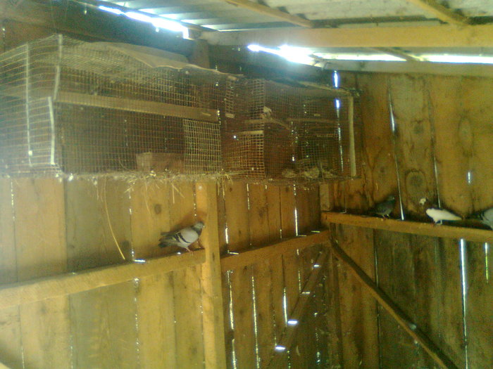 interior voliera 3 - Voliera porumbeilor