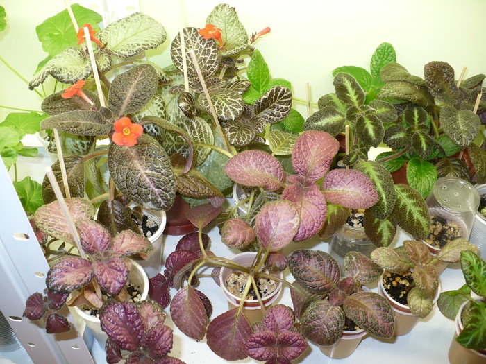 27 oct - Episcia 2009 - 2010 - 2012 - 2014