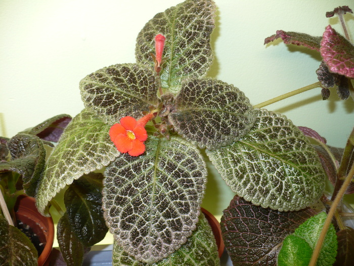 P1310077 - Episcia 2009 - 2010 - 2012 - 2014