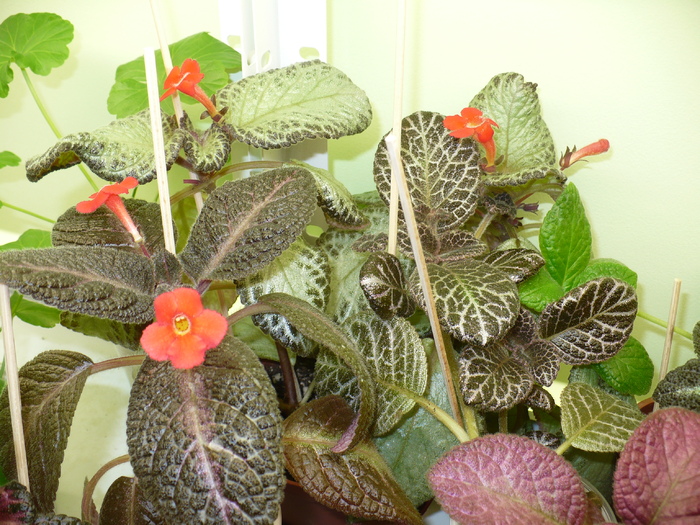 P1310078 - Episcia 2009 - 2010 - 2012 - 2014