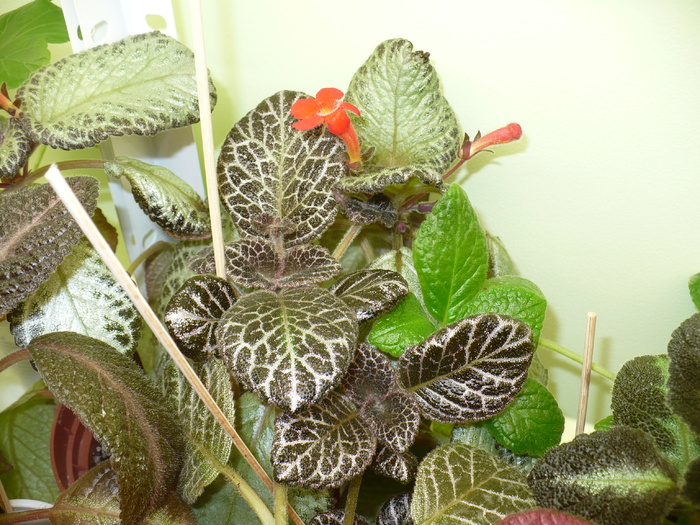 P1310079 - Episcia 2009 - 2010 - 2012 - 2014