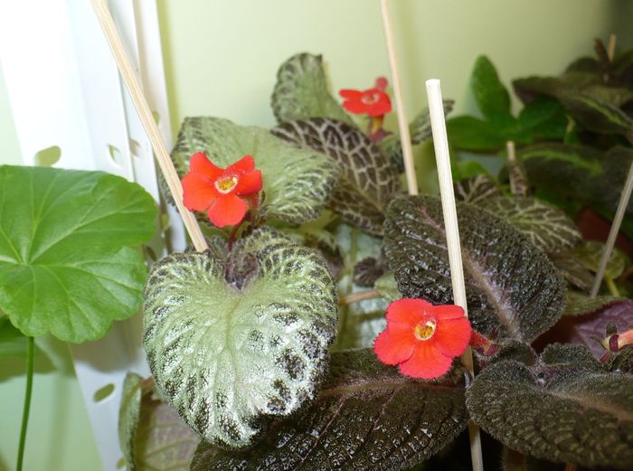 P1310080 - Episcia 2009 - 2010 - 2012 - 2014