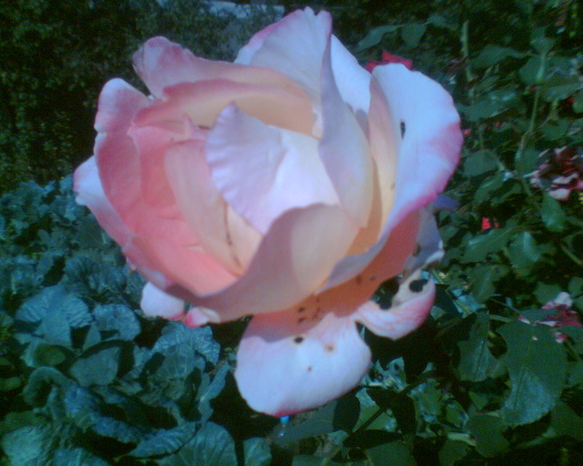 Imag011 - Trandafiri de gradina