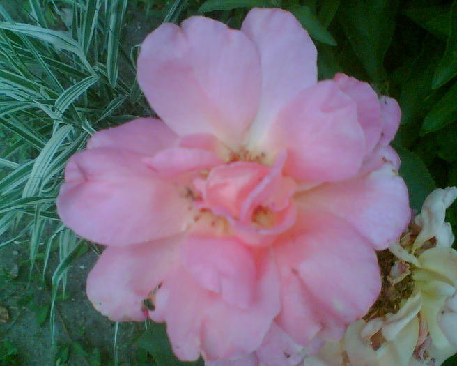 Imag015 - Trandafiri de gradina