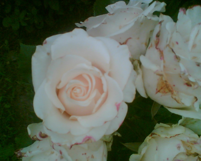 Imag019 - Trandafiri de gradina
