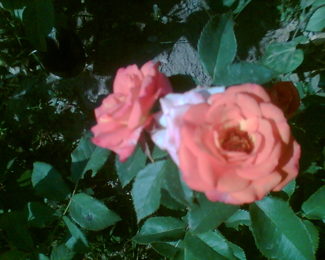 Imag020 - Trandafiri de gradina