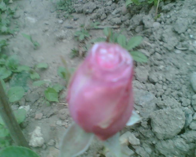 Imag028 - Trandafiri de gradina