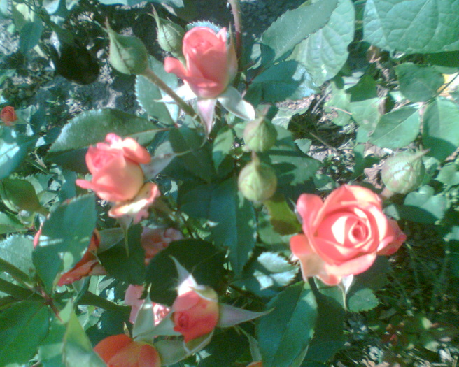 Imag033 - Trandafiri de gradina