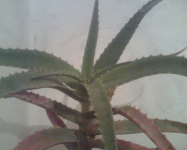 Imag023 - Aloe