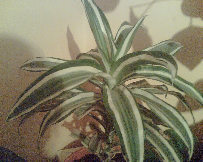 Imag001 - Dracaena