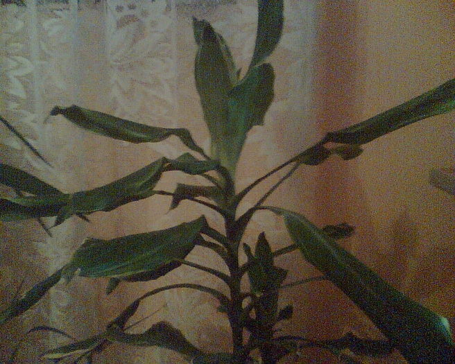 Imag002 - Dracaena