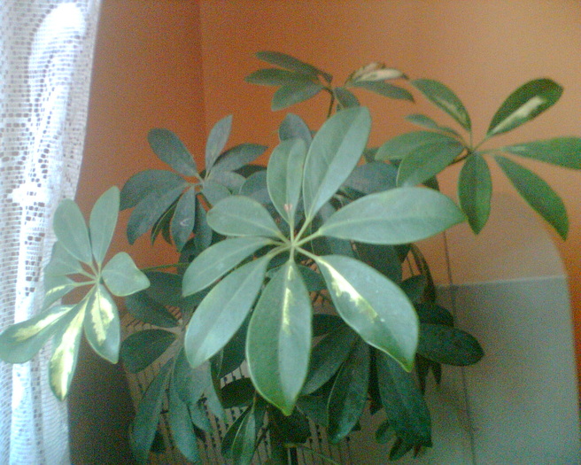 schefflera bicolora