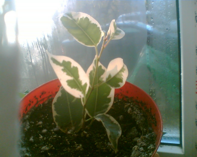 ficus benjamin-variegat de la miru80 - Ficus