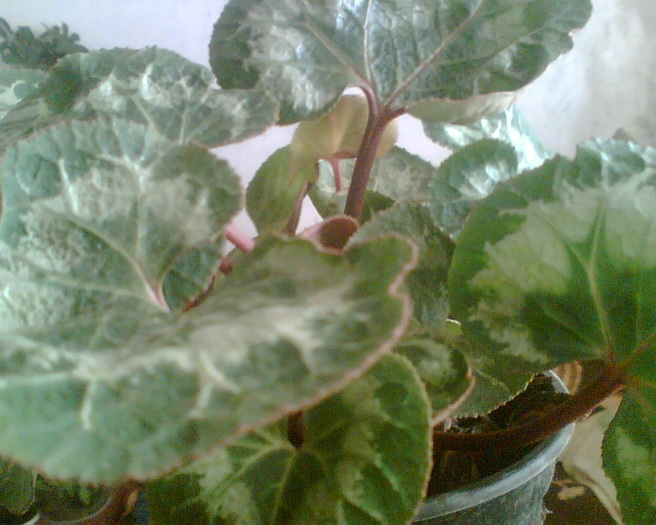 Imag019 - Cyclamen