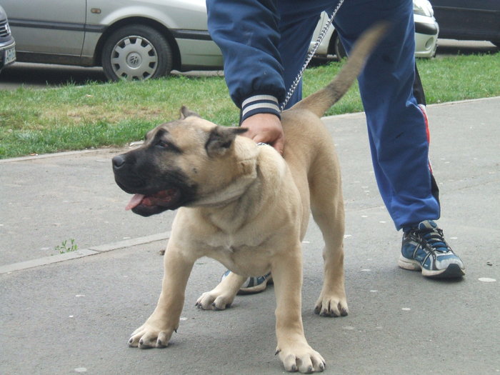 satto - tineret promitator Dogo Canario