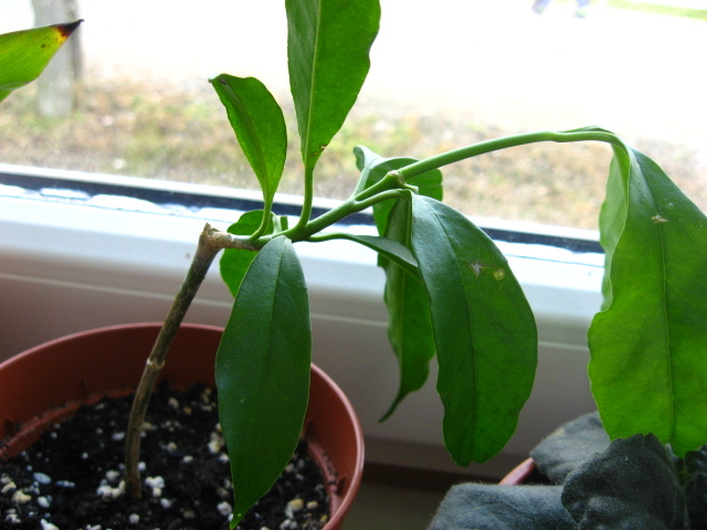 multiflora crutoceras - hoya