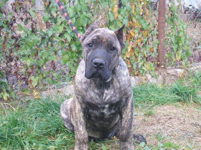 hugo - tineret promitator Dogo Canario