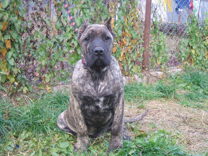 hugo - tineret promitator Dogo Canario