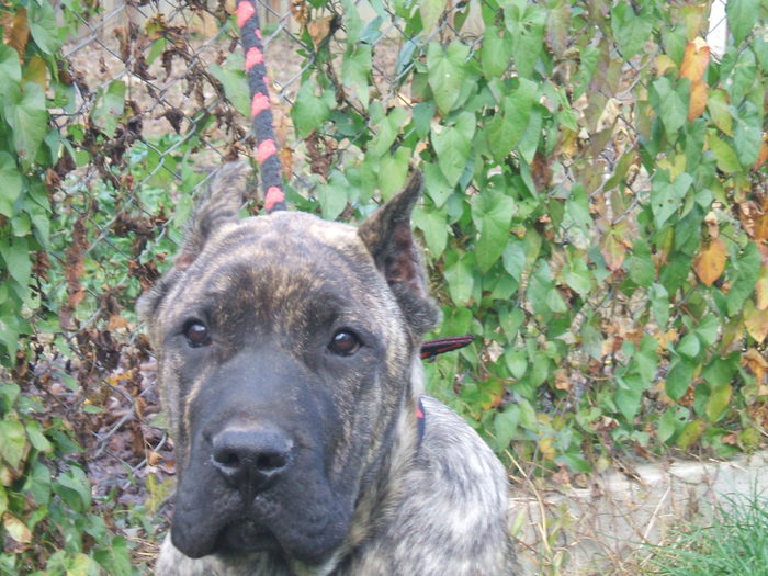 hugo - tineret promitator Dogo Canario