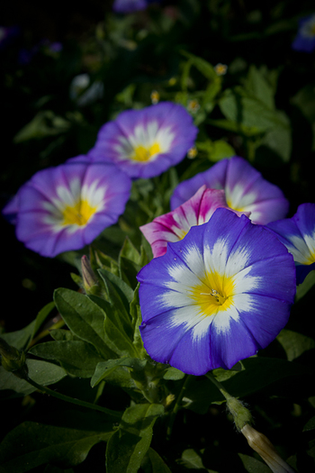 Convolvulus tricolor - Plante anuale