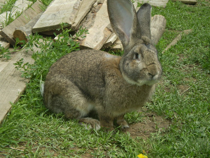 P5140333 - iepuri de rasa urias german