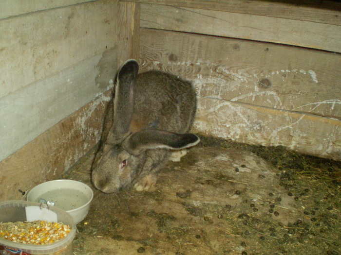 P5140310 - iepuri de rasa urias german