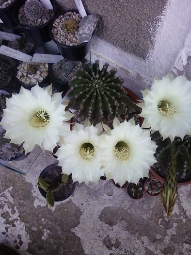 E.eyriesii - Cactusi